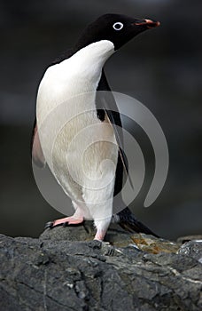 Adelie Penguin photo