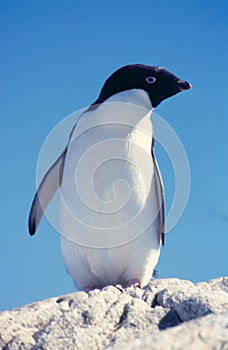 Adelii tučňák 