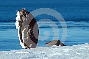 Adelie penguin