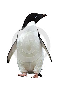 Adelie Penguin