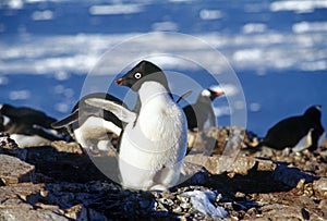 Adelie penguin