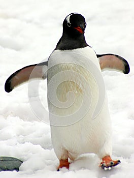 Adelii tučniak 