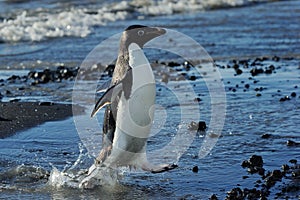 Adelie Penguin