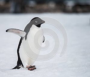 Adelie penguin