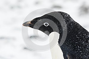 Adelie Penguin