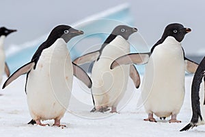 Adelie penguin. Adelie penguins parading on an ice flake.