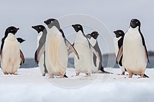 Adelie penguin. Adelie penguins parading on an ice flake.