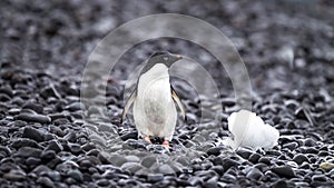 Adelie penguin alone with piece of ice on stoney beach