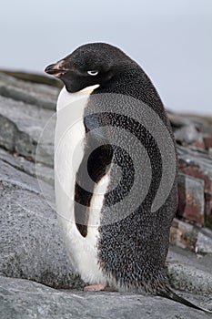 Adelie penguin, Antarctia