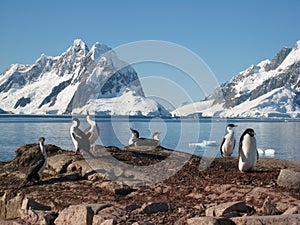 Adelie penguin and Antarctic shags at Petermann Is