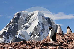 Adelie penguin in Antarctica