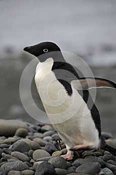 Adelie Penguin Antarctica