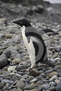 Adelie Penguin Antarctica