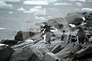 Adelie Penguin Antarctica