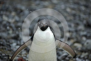 Adelie Penguin Antarctica