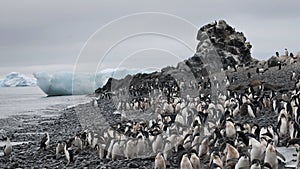 Adelie penguin in Antarctica