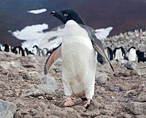 Adelie penguin, Antarctica