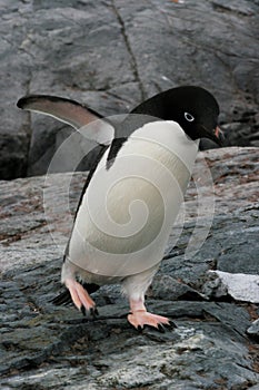 Adelie Penguin, Antarctica