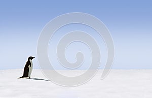 Adelie Penguin in Antarctica