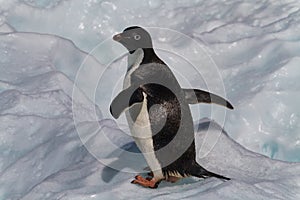 Adelie penguin, Antarctica photo