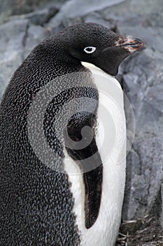 Adelie penguin, Antarctis