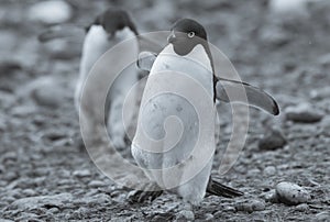 Adelie Penguin, Antartica