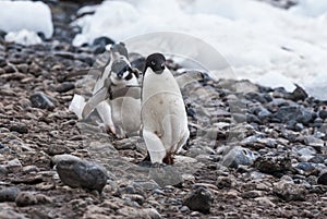 Adelie Penguin, Antartica photo