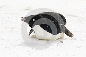 An Adelie Penguin on it belly with snow in its mouth