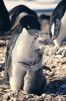 Adelie Penguin and Chick photo