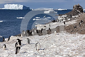 Adelie penguin colony - Antarctic Peninsula in Antarctica