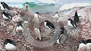 Adelie penguin colony on an island near the Antarctic Peninsula