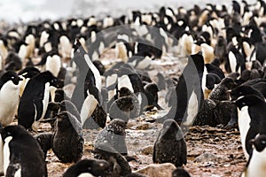 Adelie Penguin Colony, one penguin holding its head up