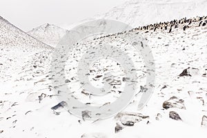 An Adelie Penguin Colony on a slope
