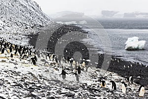 Adelie Penguin Colony on a slope and beach