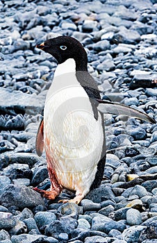 Adelie penguin hurt and bleeding