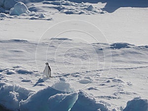Adelie Penguin on Ice Floe in Antarctica