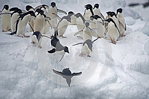 Adelie Penguin on ice, Weddell Sea, Anarctica