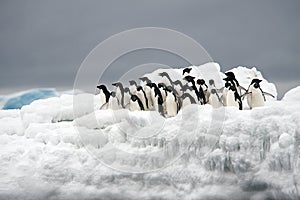 Adelie Penguin on ice, Weddell Sea, Anarctica