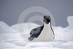 Adelie Penguin on ice, Weddell Sea, Anarctica photo