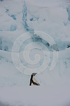 Adelie Penguin on an Iceberg