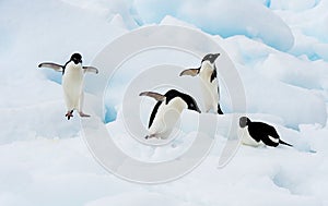 Adelie Penguin on an Iceberg