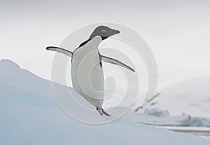Adelie Penguin on an Iceberg photo