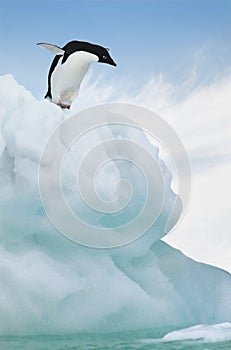 Adelie Penguin jumping from iceberg