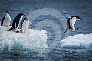 Adelii tučniak skákanie medzi dve kryhy 