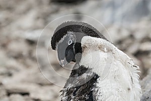 Adelie Penguin, juvenile changing feathers,