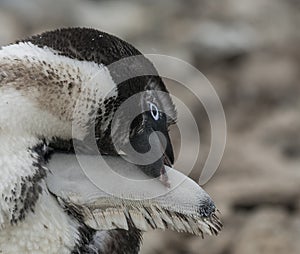 Adelie Penguin, juvenile changing feathers,