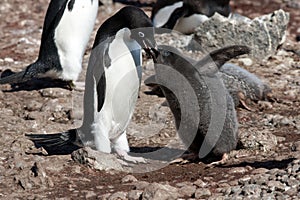 Adelie Penguin mother feeding the cute grey fluffy chick