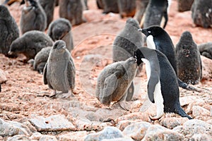 Adelie Penguin mother feeding the cute grey fluffy chick, Paulet Island, Antarctica photo