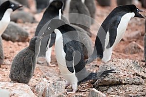 Adelie Penguin mother feeding the cute grey fluffy chick, wildlife at Paulet Island, Antarctica