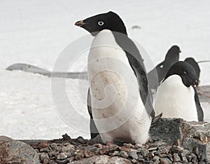 Adelie penguin near future nests.